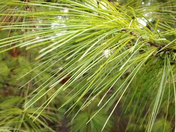 Close-up of pine tree