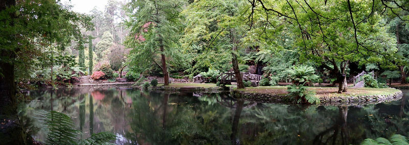 Scenic view of lake in forest