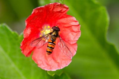Close-up of insect on red flower