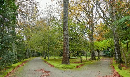 Road amidst trees in forest