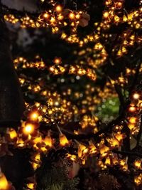 Close-up of illuminated christmas tree at night