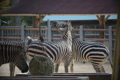 View of zebra in zoo
