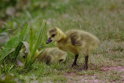 Baby goslings