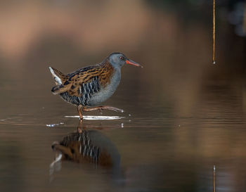 Bird perching on a lake