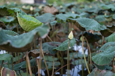 Close-up of leaves on field