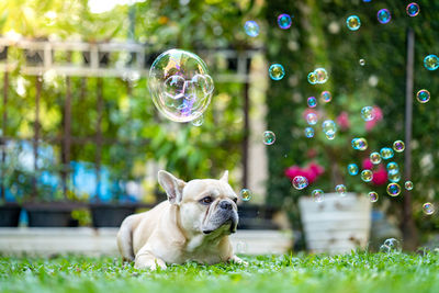 Portrait of dog in park