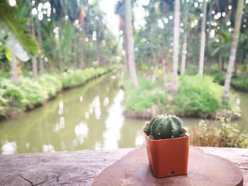 Close-up of potted plant on table