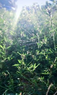 Close-up of fresh green plants in sunlight