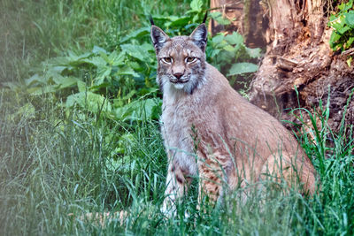 Portrait of lion in forest