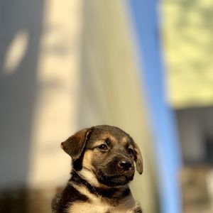 Close-up portrait of dog