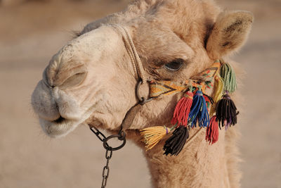 Close-up of camel outdoors