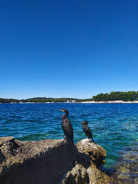 Birds on rock in sea against clear blue sky