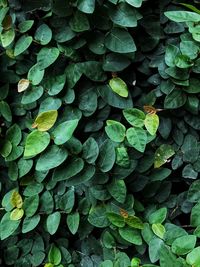 Full frame shot of plants