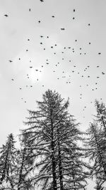 Low angle view of birds flying against sky