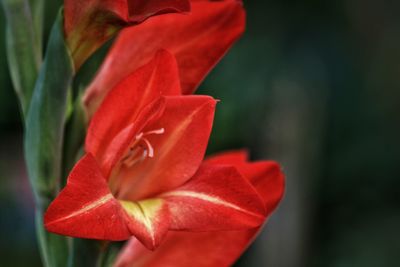 Close-up of red flowers