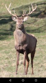 Portrait of deer standing on field