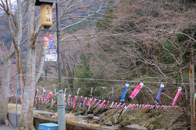 Multi colored text hanging on tree trunk in forest