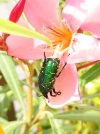 Close-up of insect on leaf