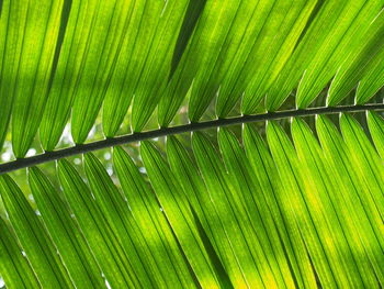 Close-up of leaves