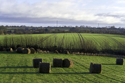 agriculture