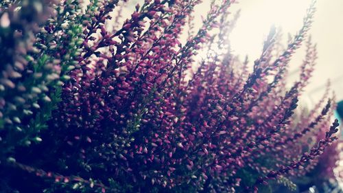 Close-up of purple flowers