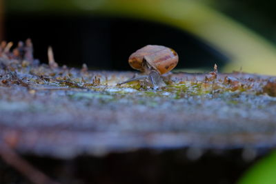Close-up of snail