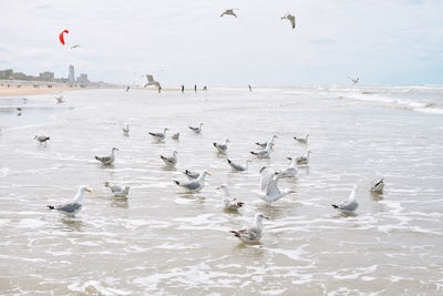 Flock of seagulls flying over sea