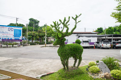 Plants growing by road against sky