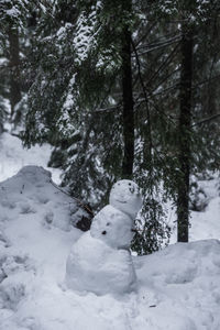 Snow covered land and trees