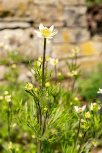 plant