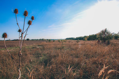 Scenic view of field against sky