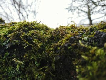 Low angle view of trees against sky