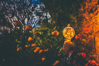 Cropped hand holding lighting equipment by orange tree