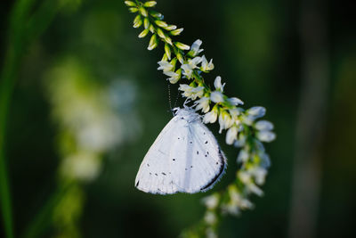 Close-up of butterfly pollinating on flower