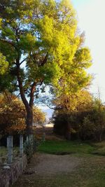 Trees against sky