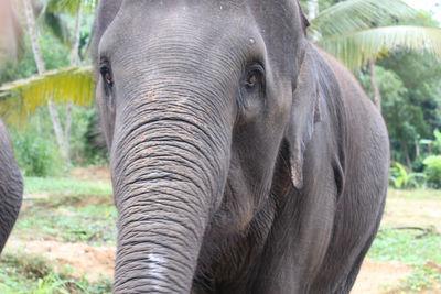 Close-up portrait of elephant