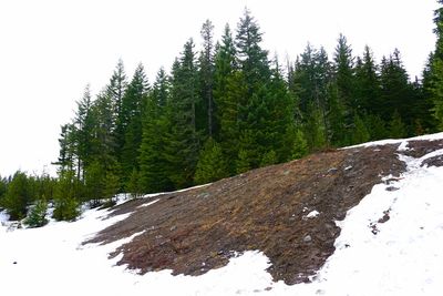 Pine trees in forest during winter