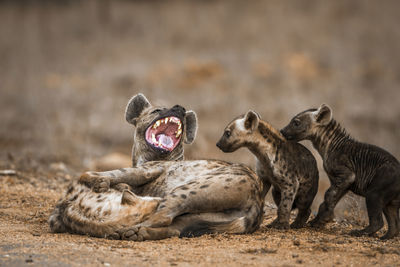 Close-up of hyenas on land