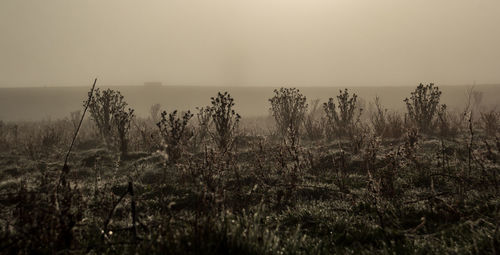 Plants growing on field against sky