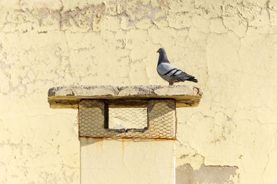 Pigeon perching on wall