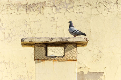 Pigeon perching on wall - fly