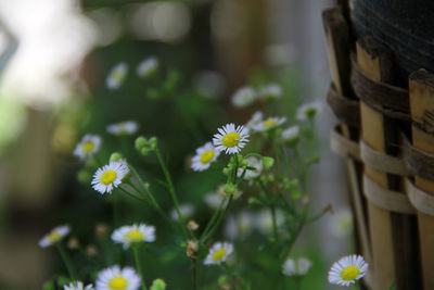 Close-up of daisy plant