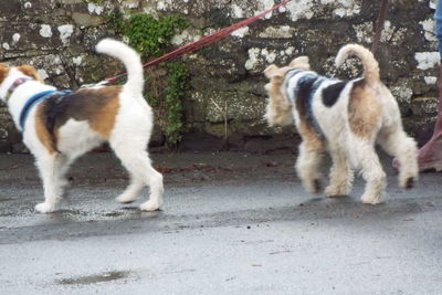 Dog standing outdoors