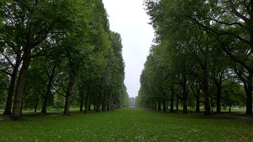 View of trees along leaves in park