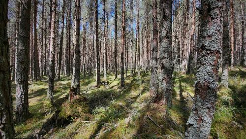 Pine trees in forest