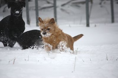 Dog on snow covered land