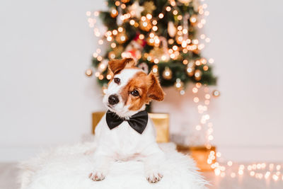 Cute jack russell dog at home by the christmas tree