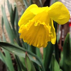 Close-up of yellow flower