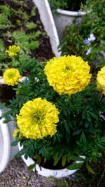 High angle view of yellow flower pot