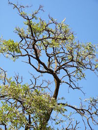 Low angle view of tree against blue sky